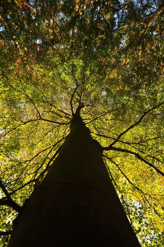 bomen
