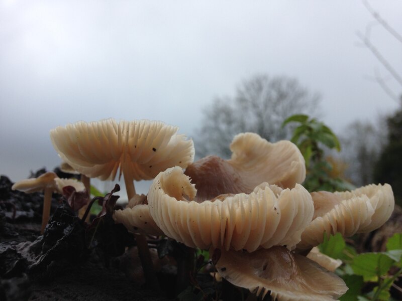 paddenstoelen