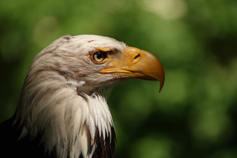 vogels