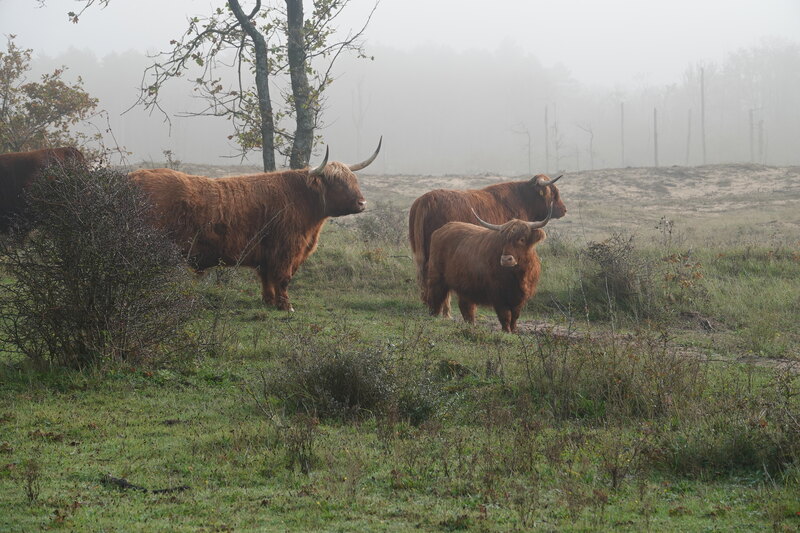 zoogdieren